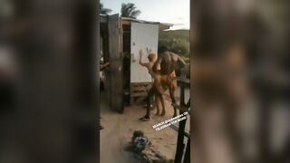 Baisé une touriste