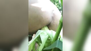 PD masturbant le cul avec frais maïs