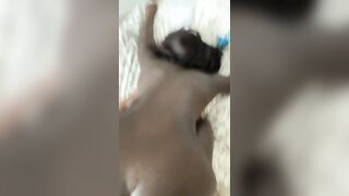 frenchie