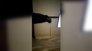 Chatte propre