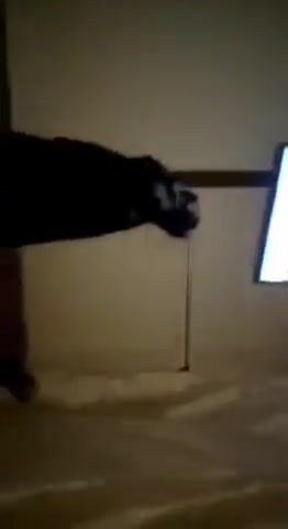 Chatte propre