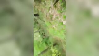 Dans la forêt