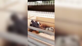 Quelle honte attrapé deux fille un garçon en plein partouz dehors