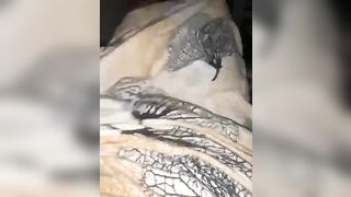 Ma petite Mauritanienne me montre sa petite chatte