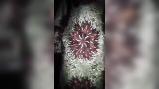 Mur-bawala Soninké yakaré de kayes  p1