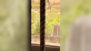 La_libido_est_née_avant_la_honte