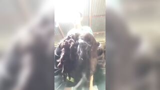 L'indien ne se panique pas